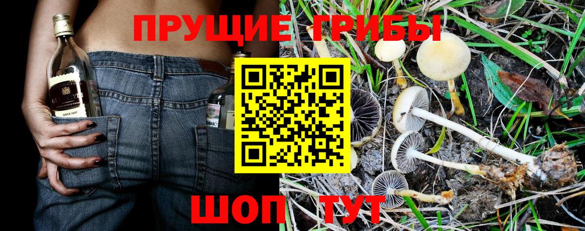 Галлюциногенные грибы MAGIC MUSHROOMS  Псилоцибиновые грибы прущие грибы  закладки  Вход с VPN  Сухой Лог 
